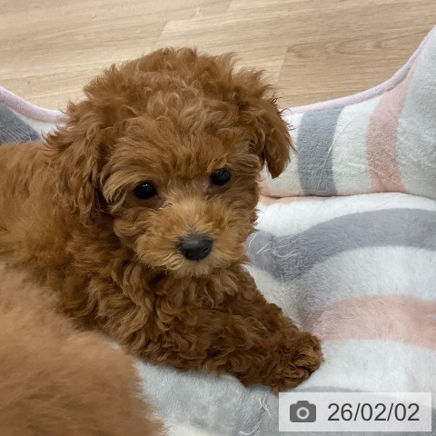 トイ・プードルの写真