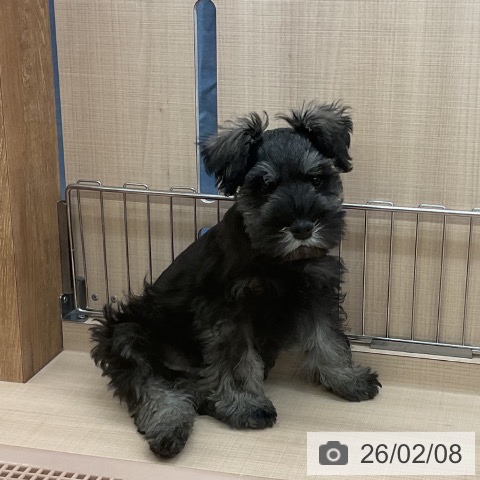 ミニチュア・シュナウザーの写真