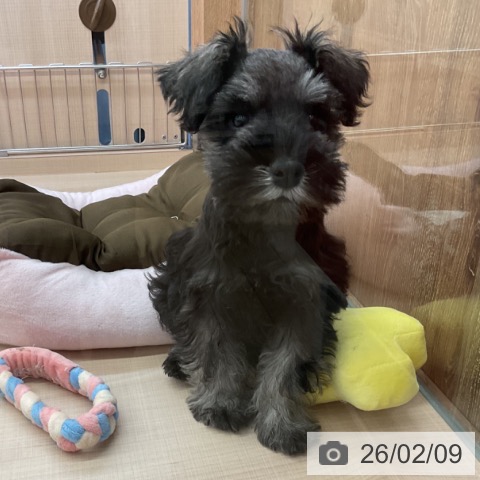 ミニチュア・シュナウザーの写真