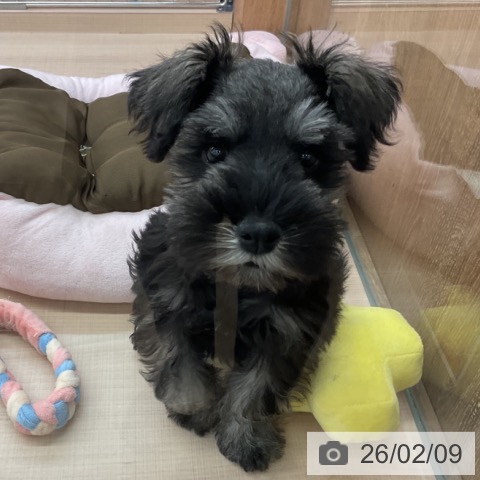 ミニチュア・シュナウザーの写真