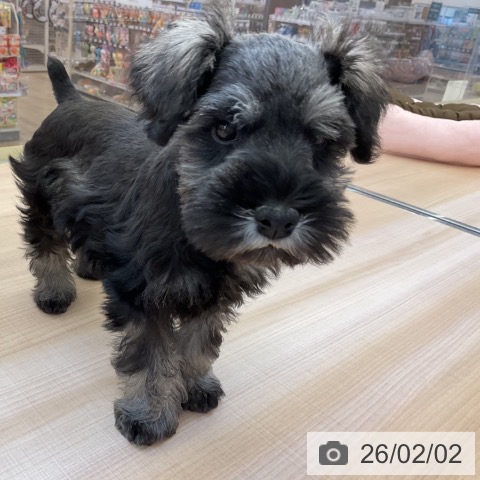 ミニチュア・シュナウザーの写真