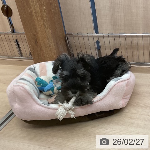 ミニチュア・シュナウザーの写真