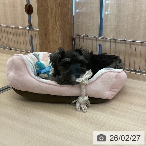 ミニチュア・シュナウザーの写真