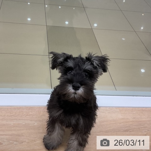 ミニチュア・シュナウザーの写真