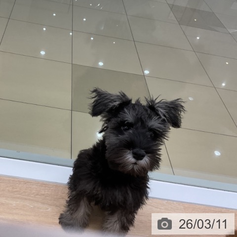 ミニチュア・シュナウザーの写真