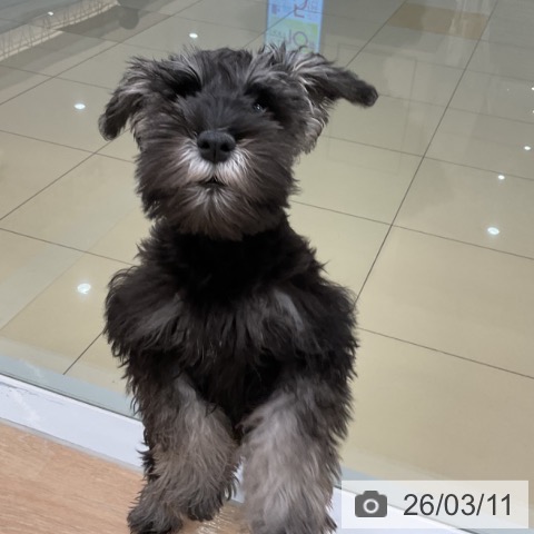 ミニチュア・シュナウザーの写真