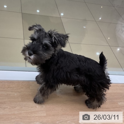 ミニチュア・シュナウザーの写真