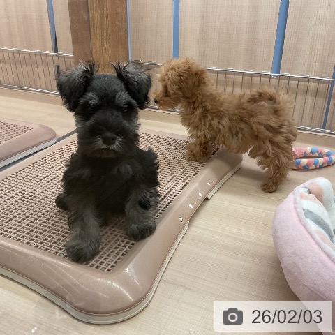 ミニチュア・シュナウザーの写真