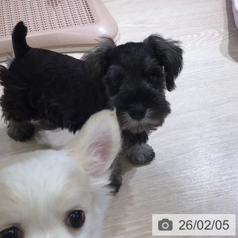 富山県のミニチュアシュナウザー (ペットプラス 高岡店/2025年11月30日生まれ/男の子/ソルトペッパー)の子犬の3枚目の画像