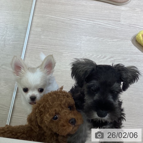 富山県のミニチュアシュナウザー (ペットプラス 高岡店/2025年11月30日生まれ/男の子/ソルトペッパー)の子犬の3枚目の画像