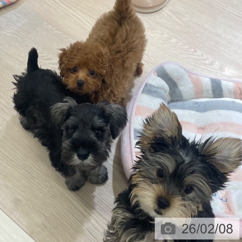 富山県のミニチュアシュナウザー (ペットプラス 高岡店/2025年11月30日生まれ/男の子/ソルトペッパー)の子犬の3枚目の画像