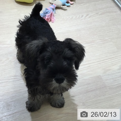 富山県のミニチュアシュナウザー (ペットプラス 高岡店/2025年11月30日生まれ/男の子/ソルトペッパー)の子犬の3枚目の画像