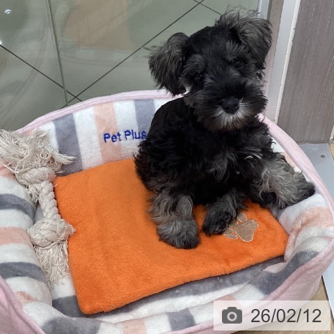 三重県のミニチュアシュナウザー (ペットプラス 四日市泊店/2025年11月30日生まれ/男の子/ソルトペッパー)の子犬の3枚目の画像