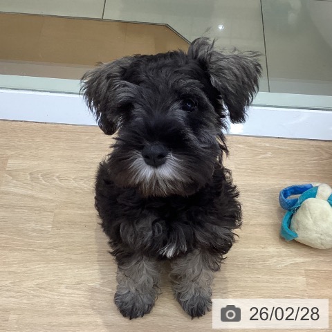 三重県のミニチュアシュナウザー (ペットプラス 四日市泊店/2025年11月30日生まれ/男の子/ソルトペッパー)の子犬の4枚目の画像