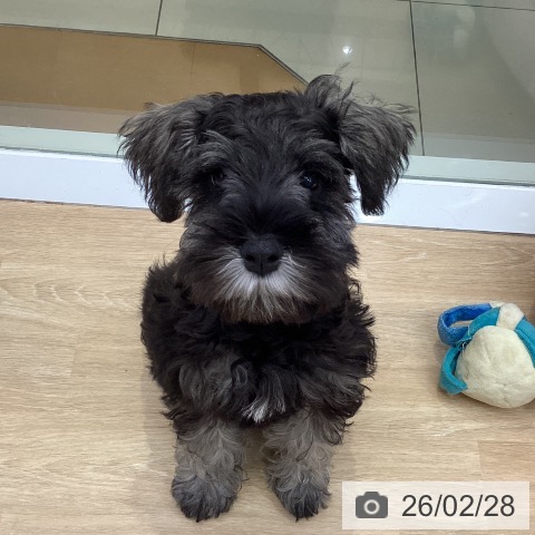 三重県のミニチュアシュナウザー (ペットプラス 四日市泊店/2025年11月30日生まれ/男の子/ソルトペッパー)の子犬の3枚目の画像