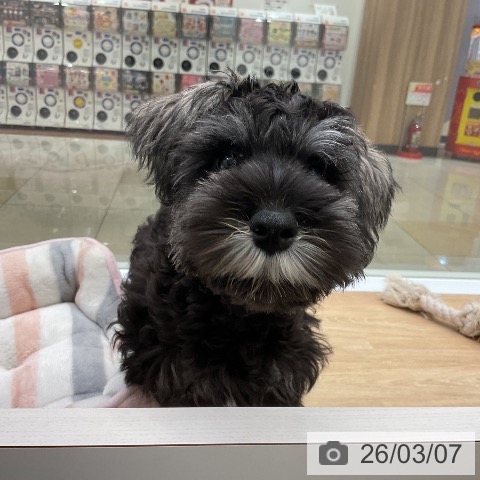 三重県のミニチュアシュナウザー (ペットプラス 四日市泊店/2025年11月30日生まれ/男の子/ソルトペッパー)の子犬の4枚目の画像