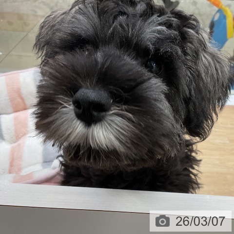 三重県のミニチュアシュナウザー (ペットプラス 四日市泊店/2025年11月30日生まれ/男の子/ソルトペッパー)の子犬の3枚目の画像