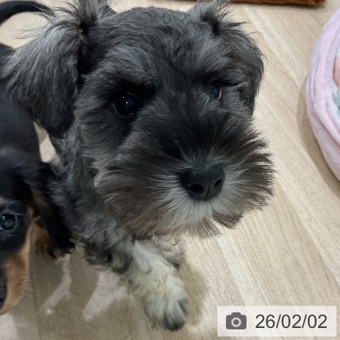 ミニチュア・シュナウザーの写真