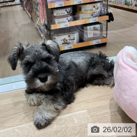 ミニチュア・シュナウザーの写真