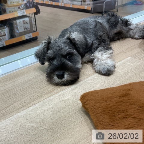 ミニチュア・シュナウザーの写真