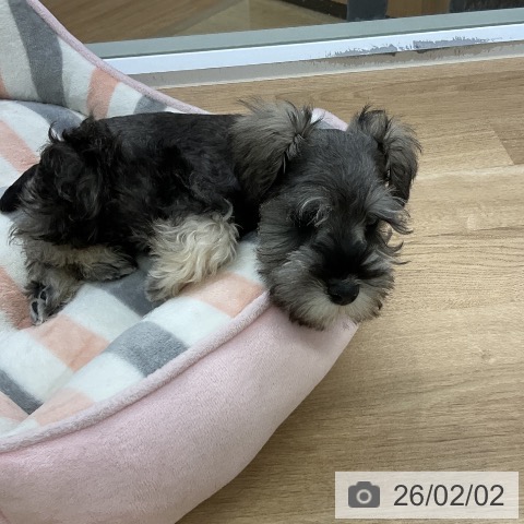 ミニチュア・シュナウザーの写真