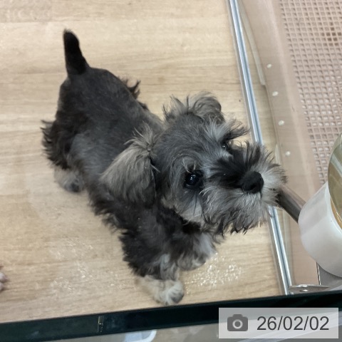 ミニチュア・シュナウザーの写真