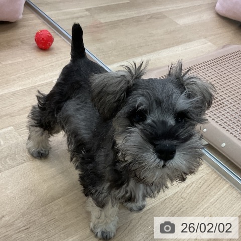 ミニチュア・シュナウザーの写真