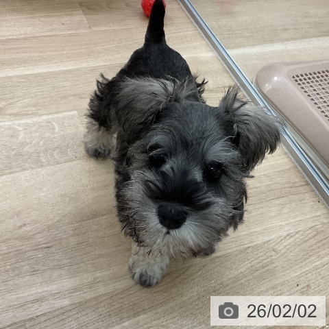 ミニチュア・シュナウザーの写真