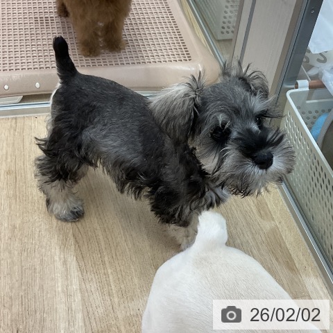 ミニチュア・シュナウザーの写真