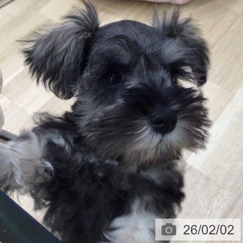 ミニチュア・シュナウザーの写真