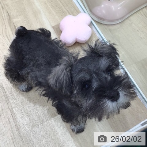 ミニチュア・シュナウザーの写真