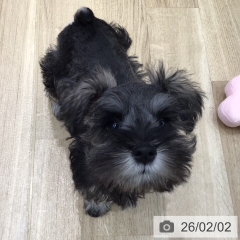 ミニチュア・シュナウザーの写真