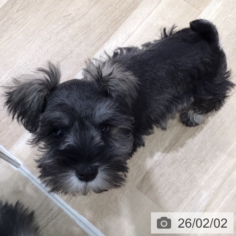 ミニチュア・シュナウザーの写真