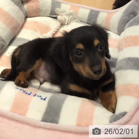 ミニチュア・ダックスフンドの写真