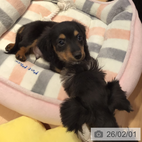 ミニチュア・ダックスフンドの写真