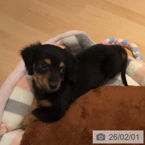 三重県のミニチュアダックスフンド(ロング) (ペットプラス 東員店/2025年11月30日生まれ/男の子/ブラックタン)の子犬の4枚目の画像