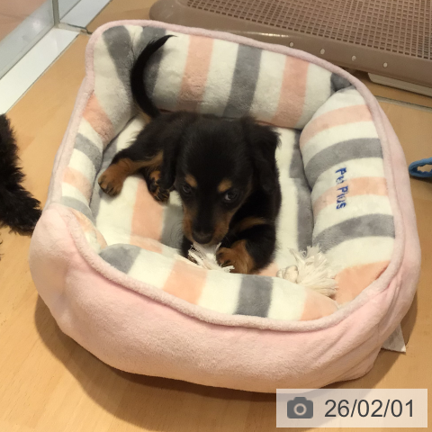 三重県のミニチュアダックスフンド(ロング) (ペットプラス 東員店/2025年11月30日生まれ/男の子/ブラックタン)の子犬の3枚目の画像