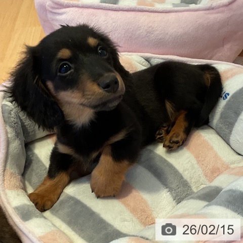 三重県のミニチュアダックスフンド(ロング) (ペットプラス 東員店/2025年11月30日生まれ/男の子/ブラックタン)の子犬の4枚目の画像