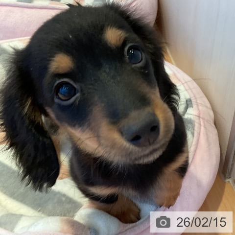 三重県のミニチュアダックスフンド(ロング) (ペットプラス 東員店/2025年11月30日生まれ/男の子/ブラックタン)の子犬の3枚目の画像