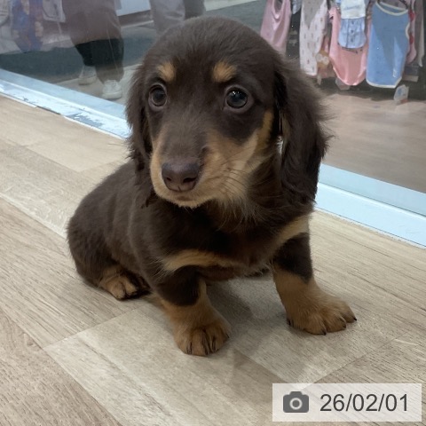 ミニチュア・ダックスフンドの写真