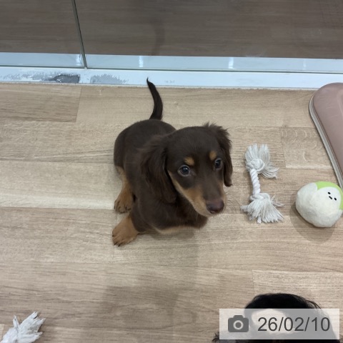 愛知県のミニチュアダックスフンド(ロング) (ペットプラス 東浦店/2025年11月30日生まれ/男の子/チョコレートタン)の子犬の4枚目の画像