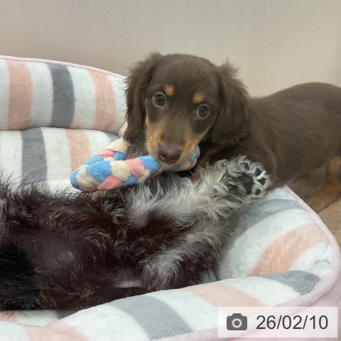 愛知県のミニチュアダックスフンド(ロング) (ペットプラス 東浦店/2025年11月30日生まれ/男の子/チョコレートタン)の子犬の3枚目の画像