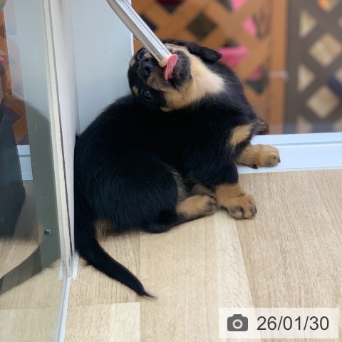 岐阜県のミニチュアダックスフンド(ロング) (ペットプラス 光ケ丘店/2025年11月30日生まれ/女の子/ブラックタン)の子犬の4枚目の画像