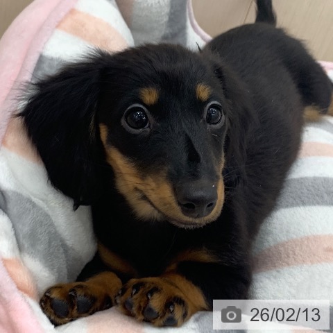 岐阜県のミニチュアダックスフンド(ロング) (ペットプラス 光ケ丘店/2025年11月30日生まれ/女の子/ブラックタン)の子犬の4枚目の画像