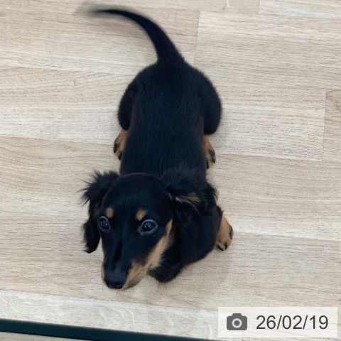 岐阜県のミニチュアダックスフンド(ロング) (ペットプラス 光ケ丘店/2025年11月30日生まれ/女の子/ブラックタン)の子犬の4枚目の画像