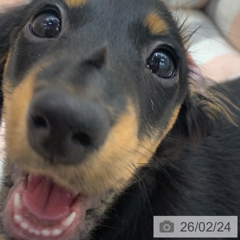 岐阜県のミニチュアダックスフンド(ロング) (ペットプラス 光ケ丘店/2025年11月30日生まれ/女の子/ブラックタン)の子犬の4枚目の画像