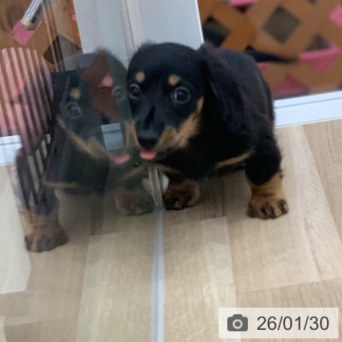 岐阜県のミニチュアダックスフンド(ロング) (ペットプラス 光ケ丘店/2025年11月30日生まれ/女の子/ブラックタン)の子犬の3枚目の画像