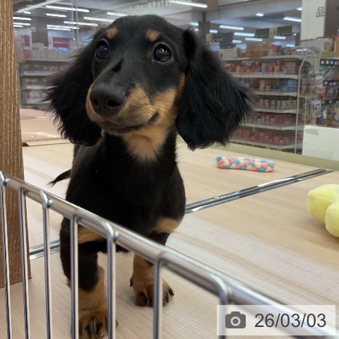 三重県のミニチュアダックスフンド(ロング) (ペッツワン 桑名店/2025年11月30日生まれ/女の子/ブラックタン)の子犬の4枚目の画像