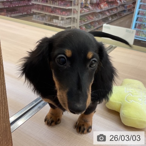 三重県のミニチュアダックスフンド(ロング) (ペッツワン 桑名店/2025年11月30日生まれ/女の子/ブラックタン)の子犬の3枚目の画像