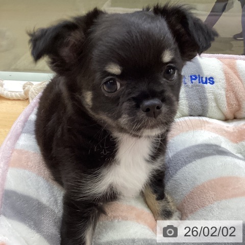 三重県のチワワ(ロング) (ペットプラス 津南店/2025年12月1日生まれ/女の子/ブラックタンホワイト)の子犬の4枚目の画像